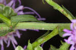 Roughleaf blazing star <BR>Tall blazing star